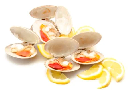 Clams Stock Photos