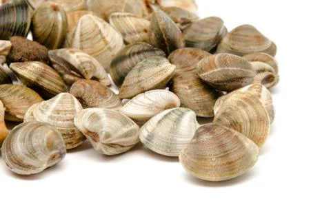 Clams Stock Photos