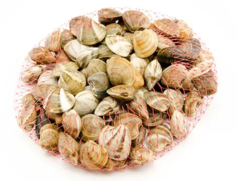 Clams Stock Photos