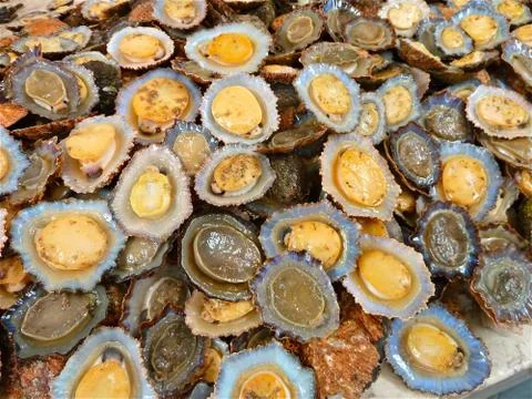 Clams Stock Photos