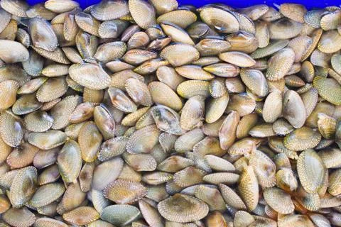 Clams Photos
