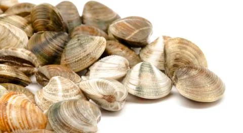 Clams Stock Photos
