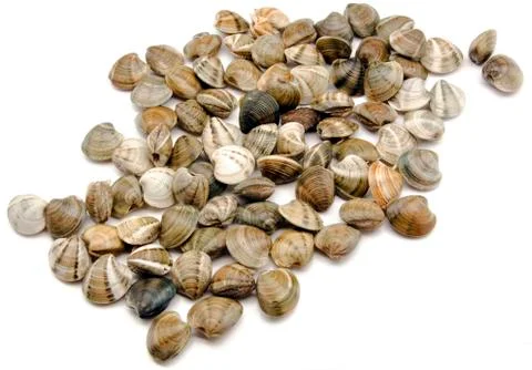 Clams Stock Photos