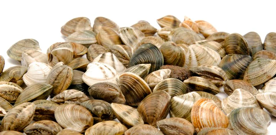 Clams Stock Photos