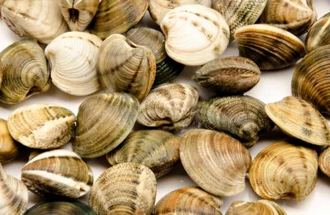 Clams Stock Photos