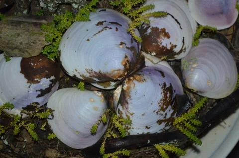 Clams Stock Photos