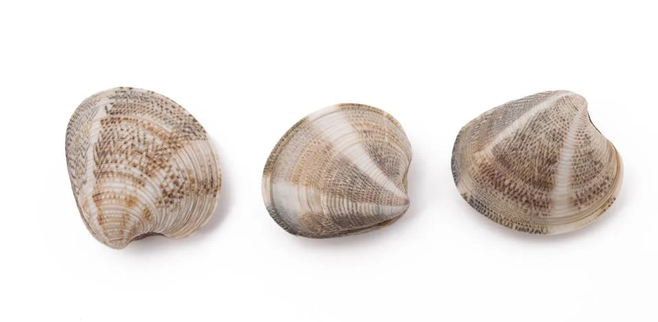 Clams Stock Photos