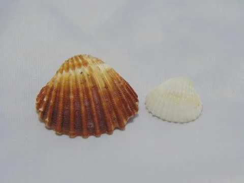 Clams. Foto stock