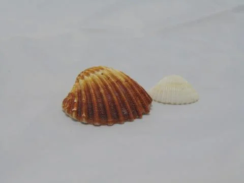 Clams Stock Photos