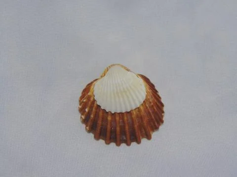 Clams Foto stock