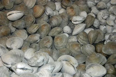 Clams Stock Photos