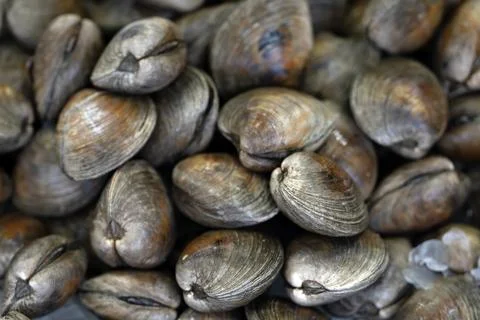 Clams shell texture, shellfish pile. Bivalve shellfish, shell clam, littleneck Stock Photos