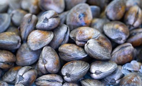 Clams shell texture, shellfish pile. Bivalve shellfish, shell clam, littleneck Stock Photos