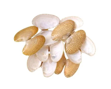 Clams shells Stock Photos