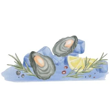 Clams surrounded by ice cubes, lemon, rosemary, and red and black peppercor.. Stock Illustration