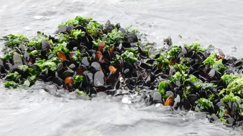 Clams in waves Stock Footage 123773154