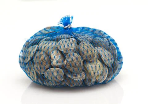Clams on a white background Stock Photos
