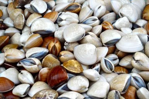 Clamshell background Stock Photos