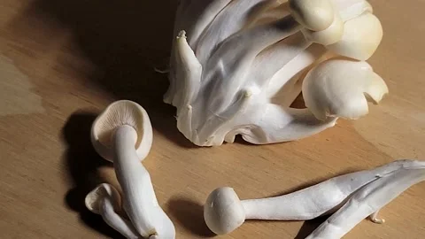 Clamshell Mushrooms Video stock 150842694