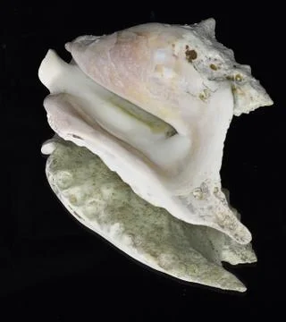 Clamshell Foto stock