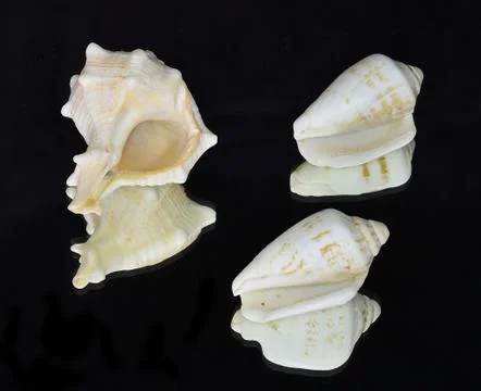 Clamshell Stock Photos