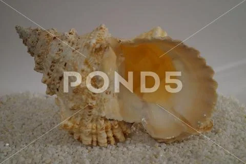 Clamshell Stock Photos