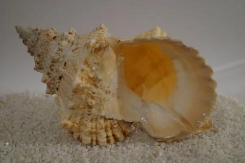 Clamshell Stock Photos