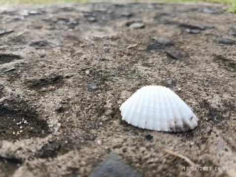 Clamshell Stockfoto's