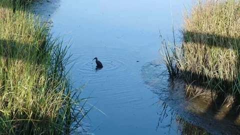 Clapper Rail Bird Stock Footage 108736584