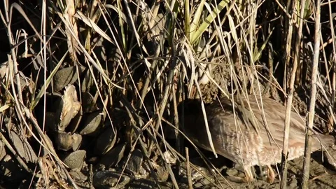 Clapper Rail feeding Stockbeeldmateriaal 70793961