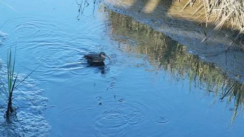 Clapper Rail Stock Footage 108736789