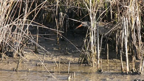 Clapper Rail walking in marsh Vidéo 70793901