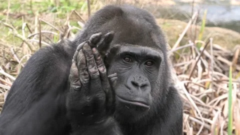 Clapping Western Lowland Gorilla close-up 스톡 동영상 169699973