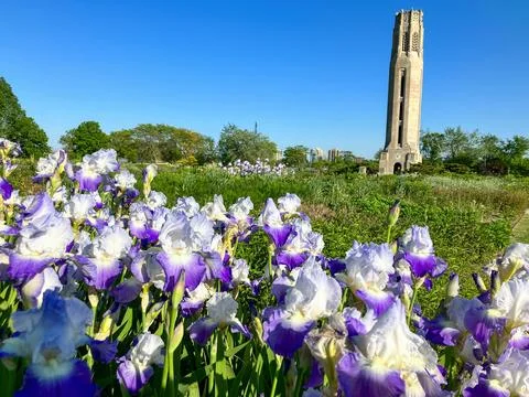 'Clarence' Bearded Iris in bloom in the Oudoulf garden in late spring at Be.. Stock Photos