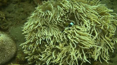 Clark s Anemonefish Stock Footage 10723425