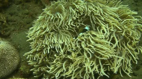 Clark s Anemonefish Video stock 10735447
