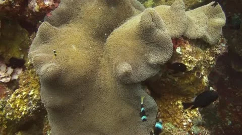 Clark s Anemonefish Stock Footage 10735495