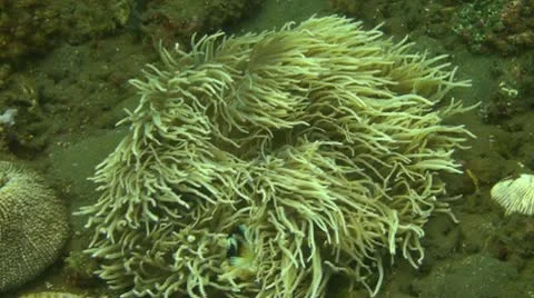 Clark s Anemonefish Stock Footage 10736933