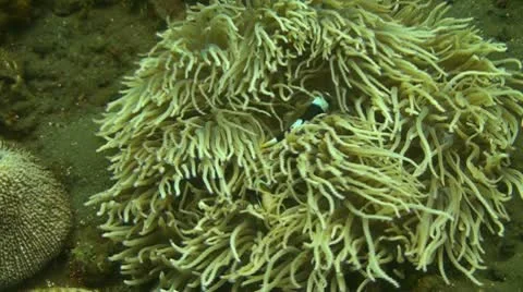 Clark s Anemonefish Stock Footage 10736948