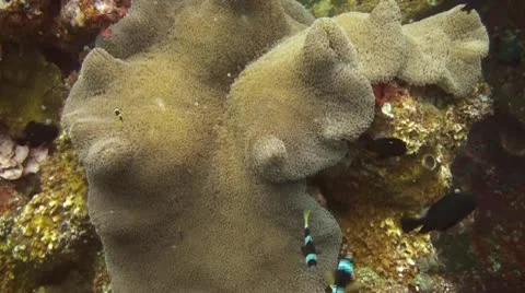 Clark s Anemonefish Stock Footage 10737010