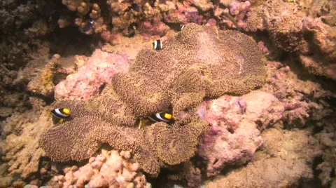 Clarke's anemonefish Stock Footage 349696