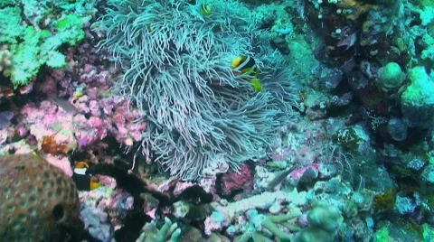Clarke's anemonefish Stock Footage 350340