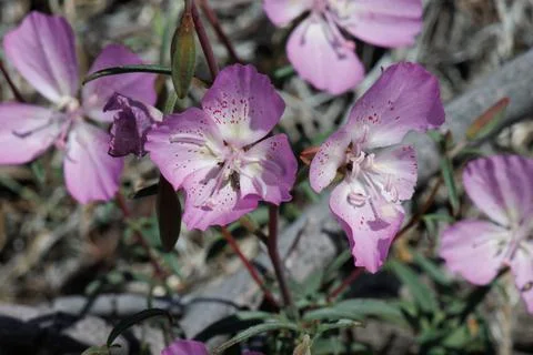 CLARKIA BOTTAE BLOOM Stock Photos