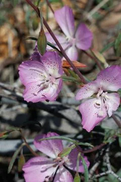 CLARKIA BOTTAE BLOOM Stock Photos