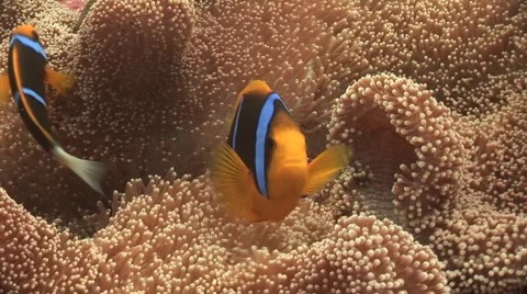 Clarks Anemone Fish Stock Footage 53370935