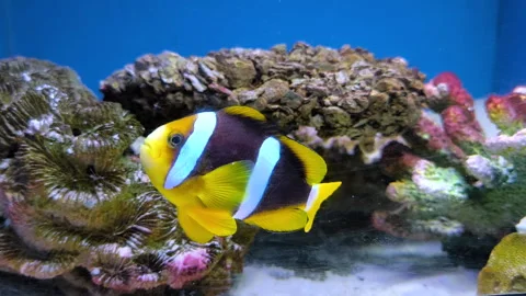 A Clark's anemonefish, also known as the yellowtail clownfish Stock Footage 336314504