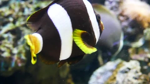 Clark's anemonefish (Amphiprion clarkii) Stock Footage 205073761