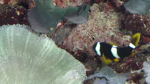 Clark's anemonefish, Amphiprion clarkii protects eggs Stock Footage