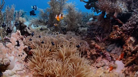 Clark's Anemonefish in Anemone Stock Footage 112233951