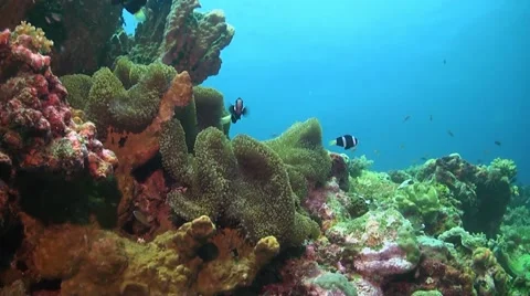 Clark's Anemonefish Vídeo Stock 50451629
